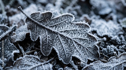 Oak leaf covered in frost during a cold winter season, showcasing intricate ice crystals and natural texture