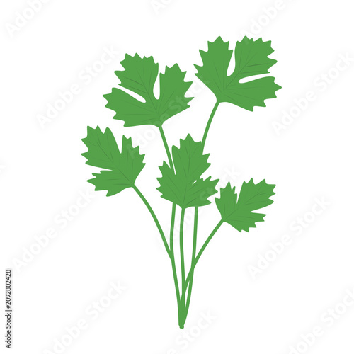 Coriander leaf vector. Green coriander leaf illustration. Flat design of coriander plant. Coriander leaf as a cooking ingredient. Coriander plantation. Agriculture 
