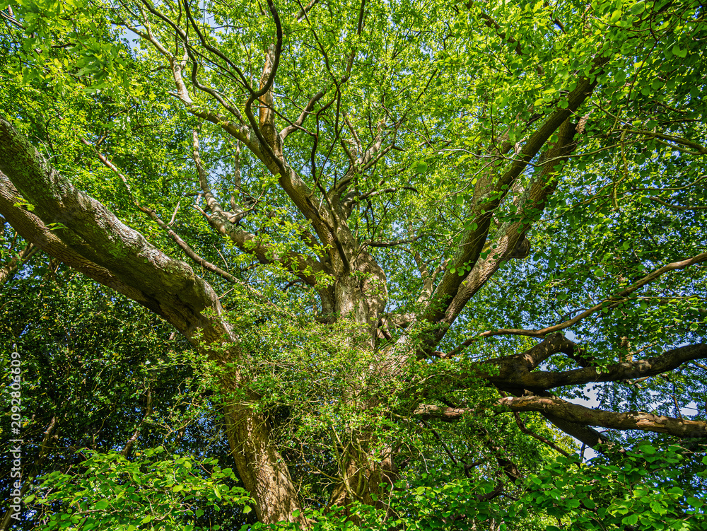 Obraz premium English Oak (Quercus Robur) With Sunlight Streaming down