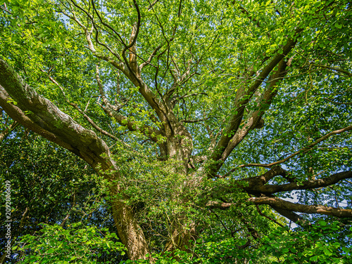  English Oak (Quercus Robur) With Sunlight Streaming down