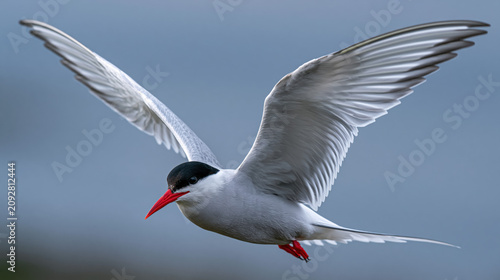 Arctic tern in sharp side-profile flight capturing coastal bird motion and feather detail