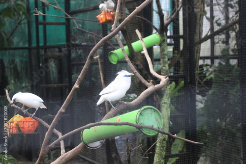 Cuadro en lienzo Bali Starling Birds Perched in Aviary