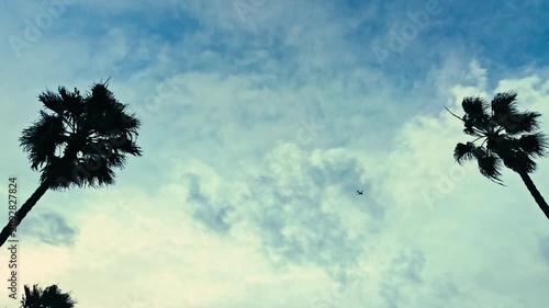 Passenger airplane flying between palm trees against cloudy sky in coastal Southern California scenic landscape view