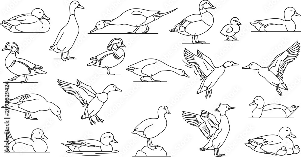 Obraz premium Hand Drawn Ducks and Waterfowl in Various Poses Line Art Collection