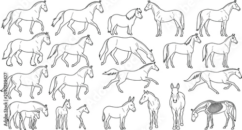 Vászonkép Hand Drawn Horses Ponies Donkeys and Foals in Various Poses Line Art Collection