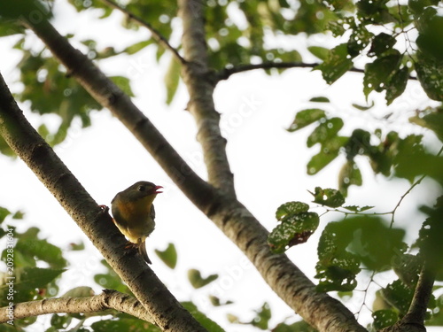 Fotografie 木の枝にとまってさえずるソウシチョウ
