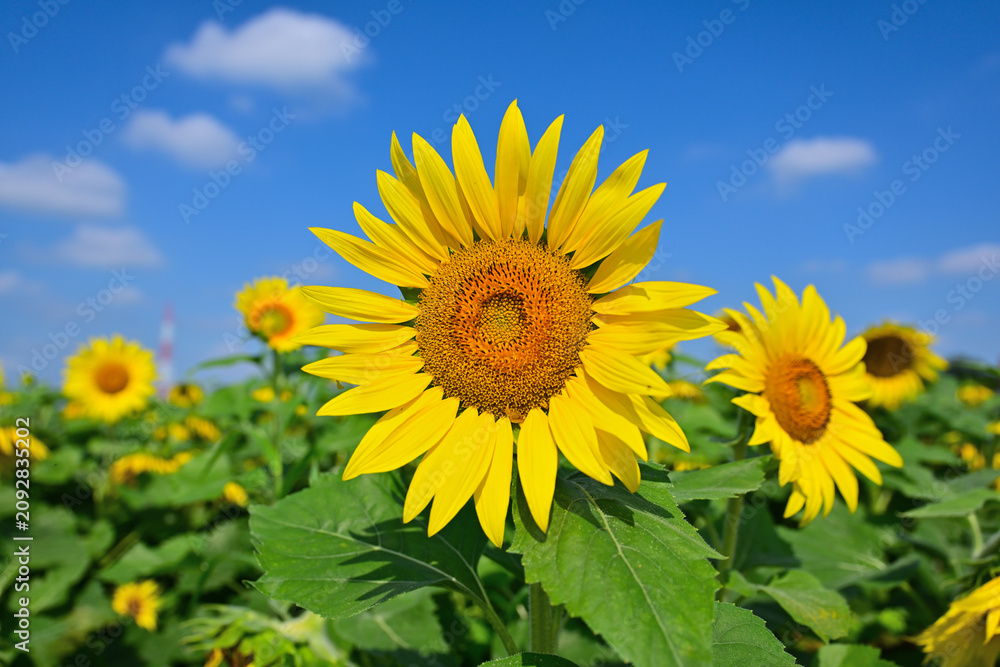 Fototapeta premium 夏の花それはヒマワリ