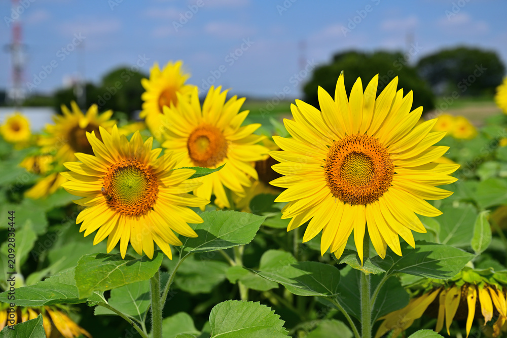 Fototapeta premium 夏の花それはヒマワリ