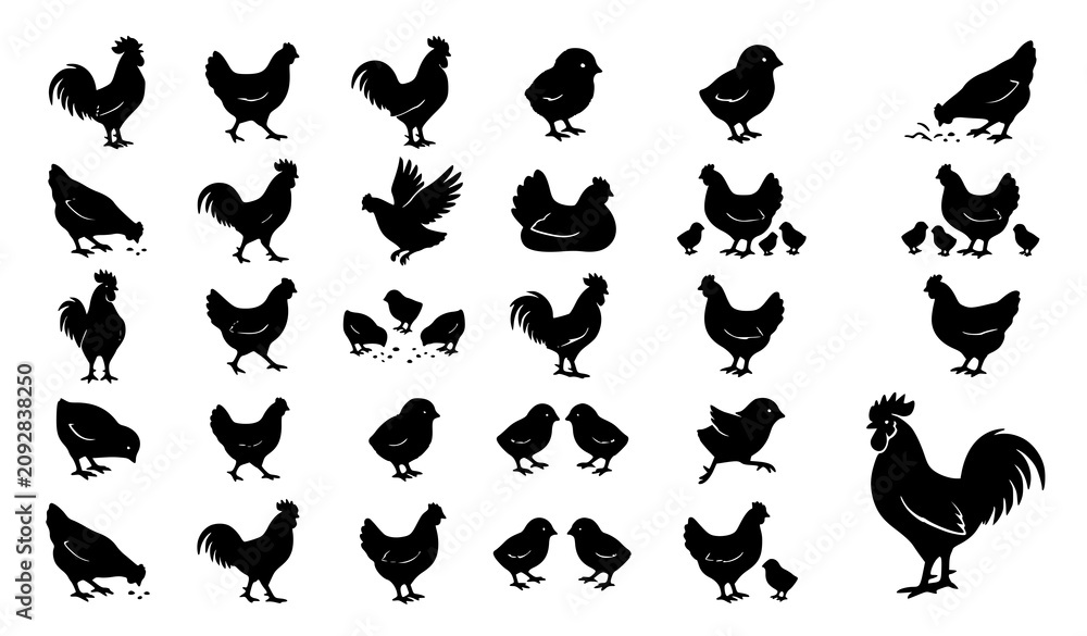 Obraz premium Minimalist Chicken Icon Set with Black Poultry Bird Silhouettes for Farm and Food Branding