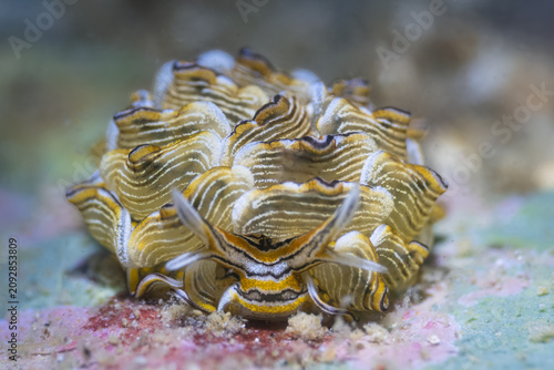 Valokuva Beautiful Butterfly Slug