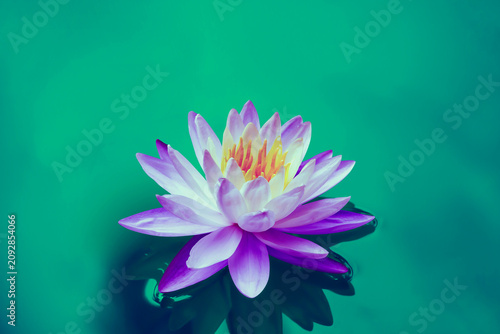 Фотография Beautiful lotus flowers with yellow stamens on nature background.