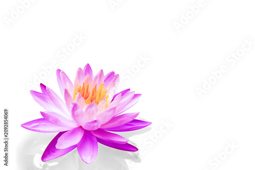 фотографія Beautiful lotus flowers with yellow stamens on nature background.