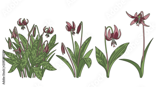 Illustrazione botanica di fiori di Erythronium dens-canis, noto come dente di cane, con foglie maculate e petali color porpora su sfondo bianco, ideale per design naturalistico.