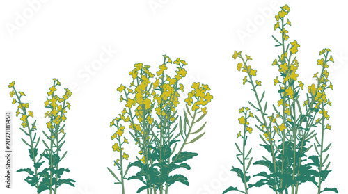 Illustrazione vettoriale di piante di colza in fiore con fiori gialli e foglie verdi su sfondo bianco isolato, ideale per design botanico e agricolo.