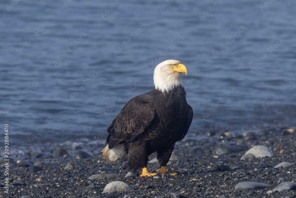 Fototapeta premium Mature Bald Eagle Standing on a gravel beach, Homer Spit, Alaska