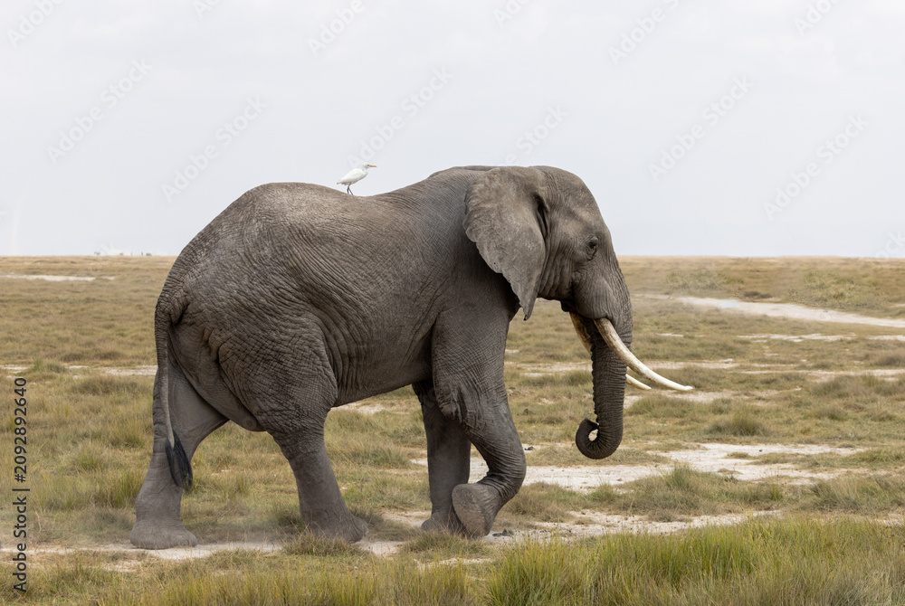Obraz premium African bush elephant bull walks across the grasslands of Amboseli National Park, Kenya.