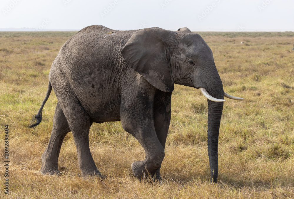 Fototapeta premium African bush elephant bull walk slowly across the grasslands of Amboseli National Park, Kenya.