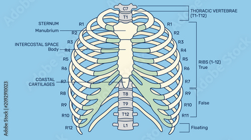 Bild auf Leinwand Human Rib Cage and Sternum Anatomical Illustration
