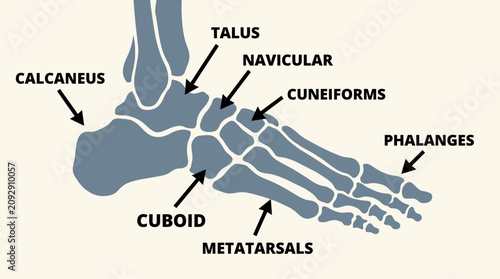 Konstfotografi Human Foot Bones Anatomy Diagram