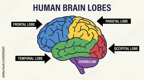 Картината върху платно Human Brain Lobes Labeled Illustration