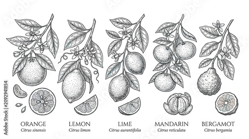 Citrus Fruits Botanical Illustration Set - Orange, Lemon, Lime, Mandarin, Bergamot
