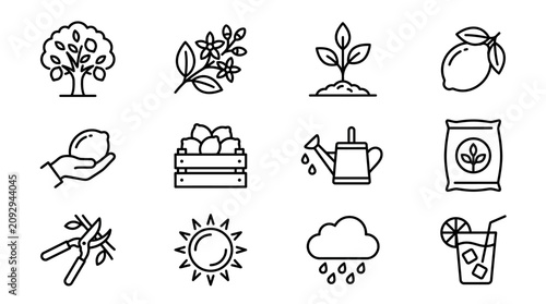 Lemon Tree Icons: Growing, Harvesting, and Refreshment - Vector Set