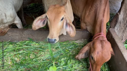 Agricultural zoology photograph tracking a domesticated Bos indicus herd at a feeding trough, demonstrating ruminant livestock nutrition management within an open barn structure