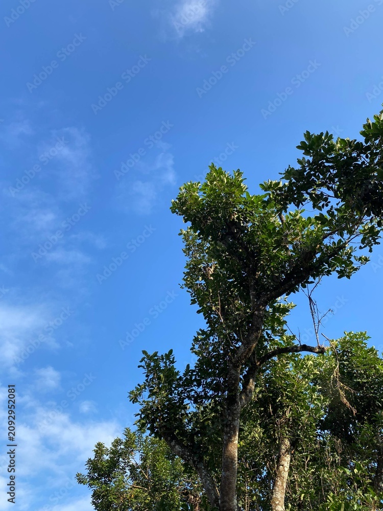 Fototapeta premium Green tree canopy against a clear blue sky