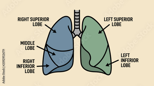 Fotografía Human Lung Lobes Labeled Diagram