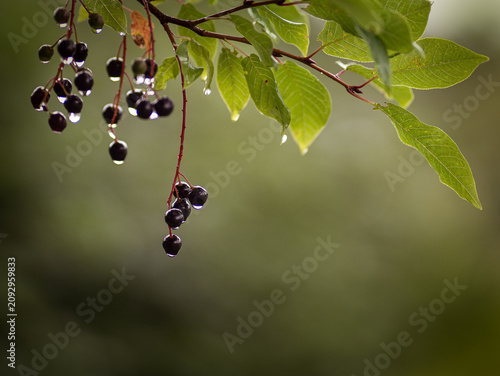 Bird cherry berries with raindrops hanging from a branch after rainfall.