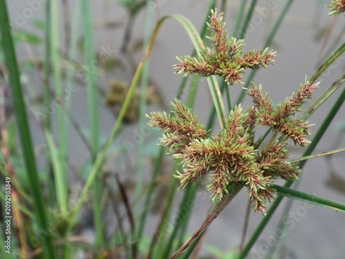 Fotografía Wild sedge grass flower head (Cyperus iria) growing naturally in the wild with blurred muddy river water background