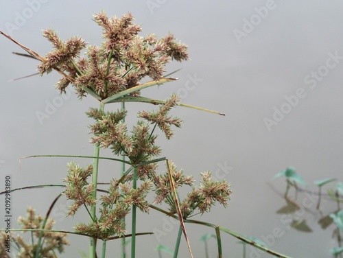 Fotografía Wild sedge grass flower head (Cyperus iria) growing naturally in the wild with blurred muddy river water background