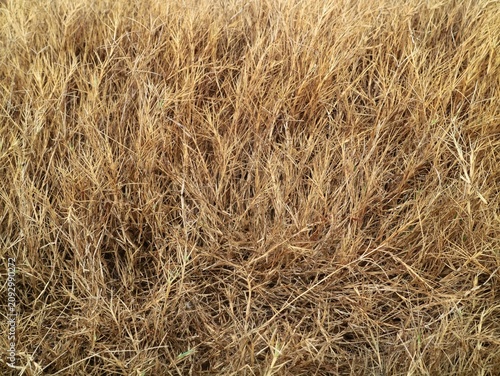 High angle shot of dry, withered brown grass covering the ground during a severe summer drought. Perfect for natural textures, agricultural crisis, climate change, and environmental backgrounds