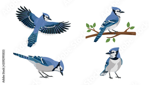 Quadro su tela Blue jay vector set with bird flying sitting on tree branch perched and foraging