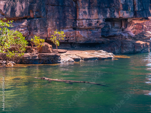 Crocodile Swimming in the River