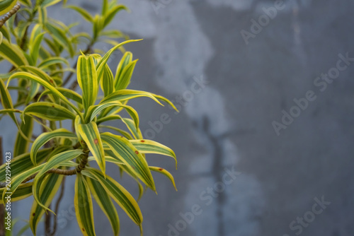 Photography Yellow and green Dracaena reflexa variegated leaves on a dark gray concrete wall backdrop