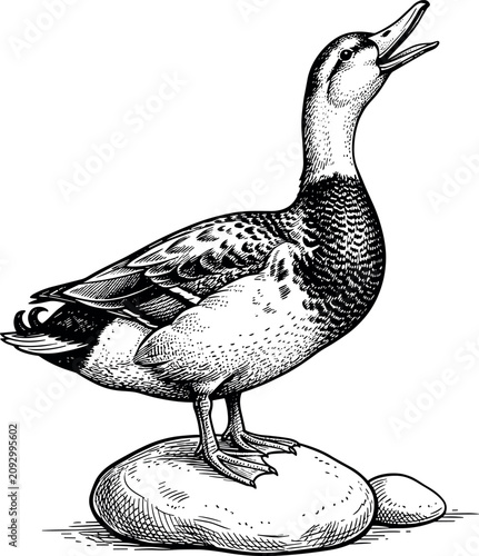 Obraz na plátně Vintage hand drawn engraving style vector illustration of a duck standing on a s