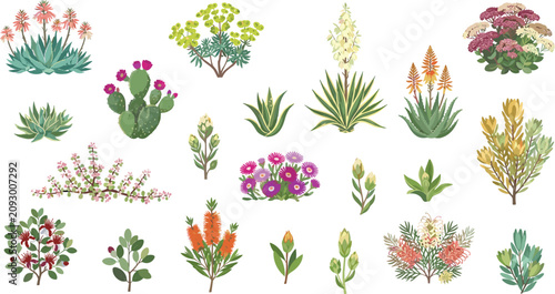 Vector botanical collection of diverse succulent plants cacti and arid flowering shrubs for landscape design and decoration