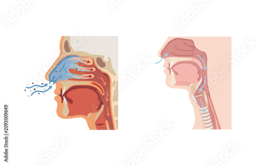 Anatomical Cross Sectional Diagrams Illustrating Human Nasal Breathing and Airway Passage Respiratory Mechanics