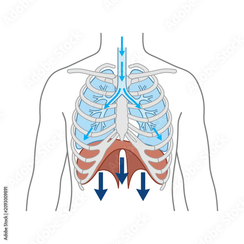 Foto Anatomical Illustration of Human Diaphragm Contraction and Inhalation Process