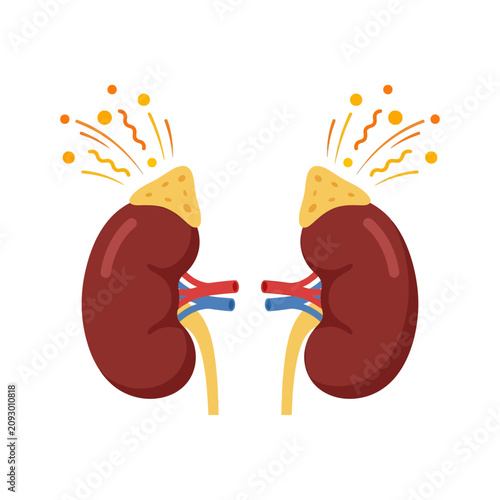 Tableau sur toile Human Kidney Anatomy with Adrenal Glands Medical Illustration