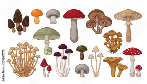 Konstfotografi Mushroom and wild fungus vector cartoon illustration set