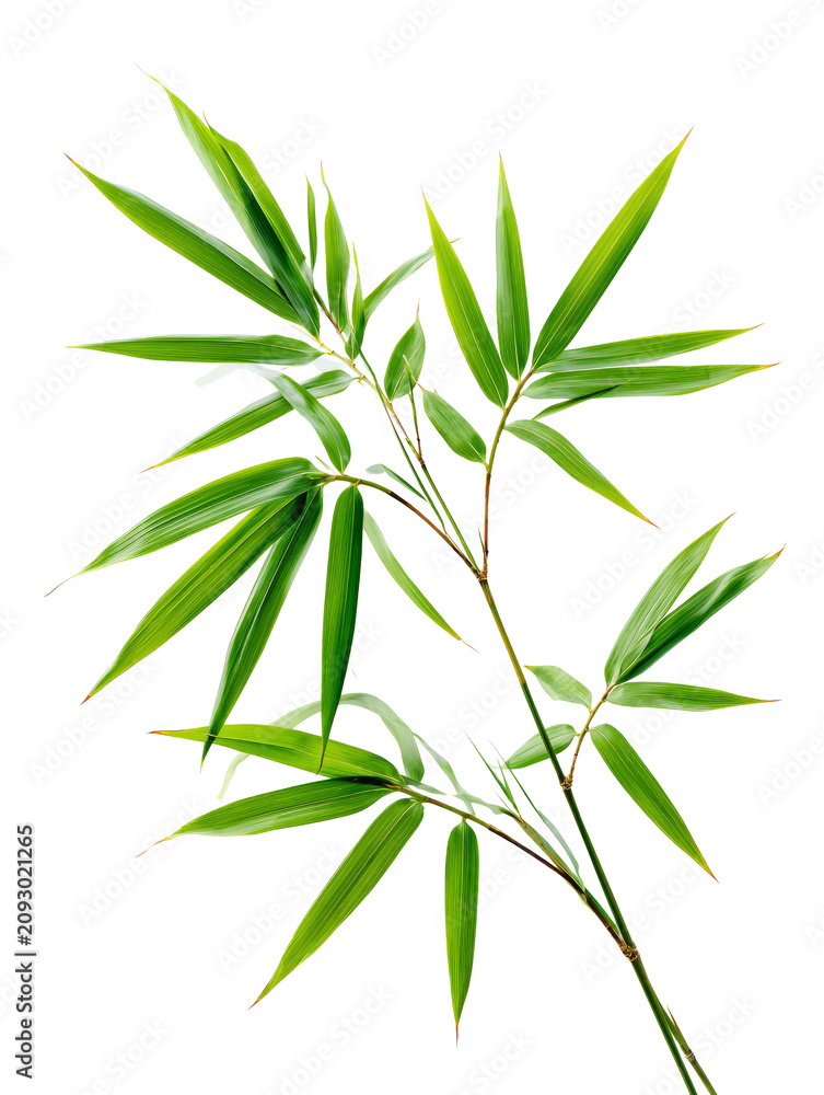 Fototapeta premium Bamboo Leaf Branch Isolated on White Background
