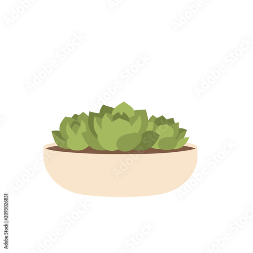 Succulent plants in a pot