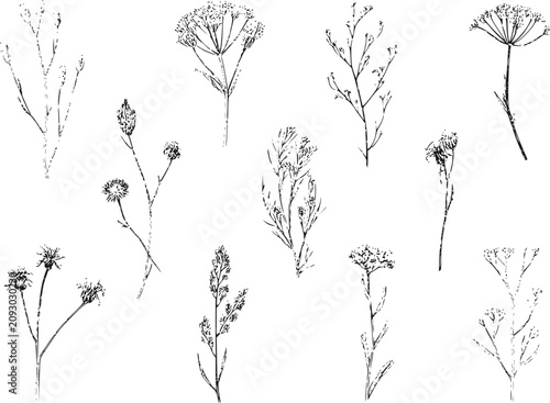 Konstfotografi 繊細な白黒の野生の花の植物コレクション
