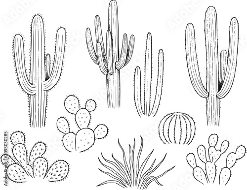 Konstfotografi 砂漠のサボテンと多肉植物の白黒手描きコレクション