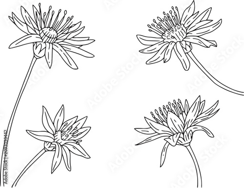 Fotografi 白背景に4輪の星形の花の繊細なラインイラスト