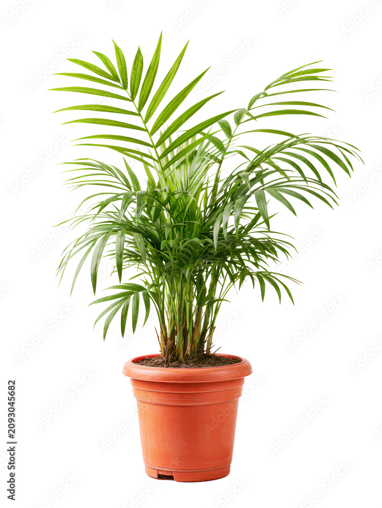 Fototapeta premium Small Palm Tree in Pot Isolated on White Background