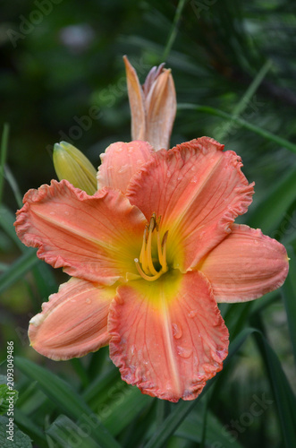 Canvastavla Hemerocallis Daylily 'Ruby Crowe' apricot - peach colors daylily with ruffles petals in waterdrops after the rain
