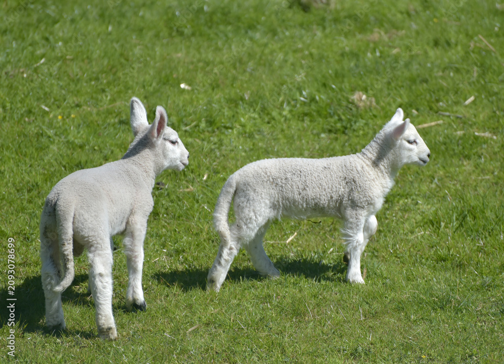Obraz premium Lamb in the valley of Great Langdale to the Langdale Pikes in the Lake District